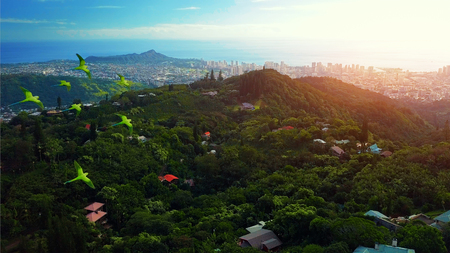 Flock of parrots fly over the green tropical forest with city of Honolulu on the background. The island of Oahu, Hawaiiの写真素材
