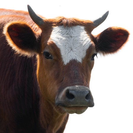 Brown cow on the white backgroundの写真素材