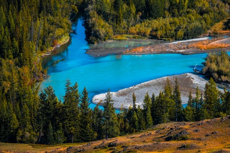 Blue rapid river flows through the wild area with coniferous forest. Altai Republic, Russia