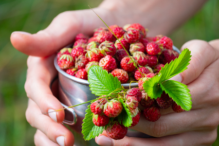 Close up shot of the ripe wild strawberry in the metal cupの写真素材