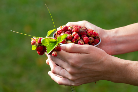 Woman holds metal cup full of ripe wild strawberryの写真素材