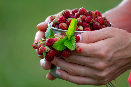 Woman holds metal cup full of ripe wild strawberryの写真素材