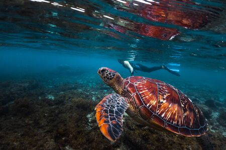 Man snorkeling and swimming with the colorful sea turtle (Cheloniidae) in the tropical sea near the Apo island in Philippinesの写真素材