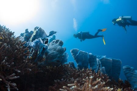 Divers spotted and watch the frogfish hidden among the corals in the tropical sea in Philippinesの写真素材