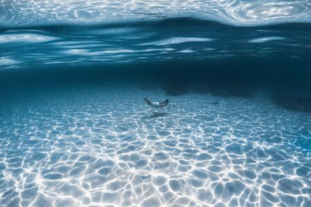 Young man swims underwater over the sandy sea bottom far away from the cameraの写真素材