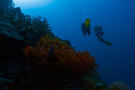 Two scuba divers swim deep underwater and passed vivid red glowing anemone coral