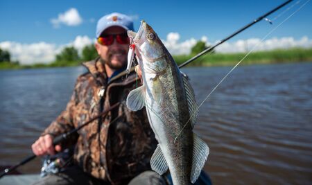 Young amateur angler holds zander fish (Sander lucioperca) in the hand being on the lake in the boatの写真素材