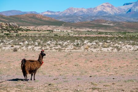 Bolivian Llama decorated with red yarn tassels in the wildの写真素材