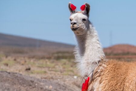 Bolivian Llama decorated with red yarn tassels in the wildの写真素材