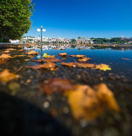 Yellow leaves on the wet walkway in the city of Porto, Portugalの写真素材