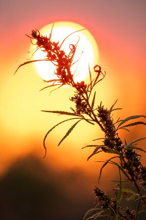 Hemp bush (CÃ¡nnabis) against the sunの写真素材