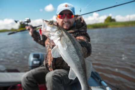 Young amateur angler holds zander fish (Sander lucioperca) in the hand being on the lake in the boatの写真素材