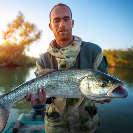 Young angler holds Asp fish (Aspius aspius) being on the river in Astrakhan Region, Russiaの写真素材