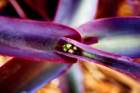 A Purple Heart plant with buds about to bloomの写真素材