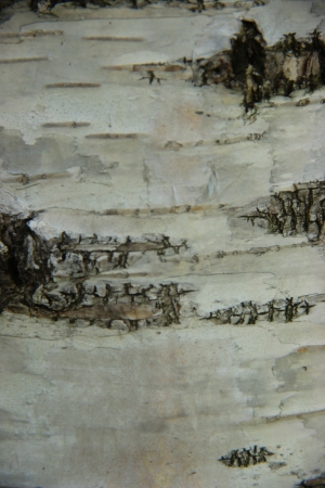 birch barkの写真素材