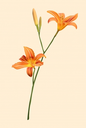 A orange lily on freshnessのイラスト素材