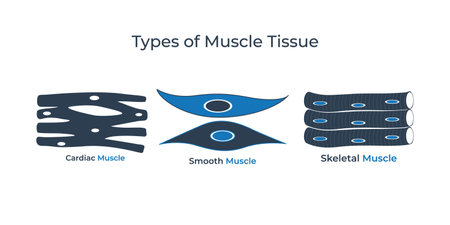 Types of Muscle Tissue flat icon vector illustration. Medical icon vectorのイラスト素材