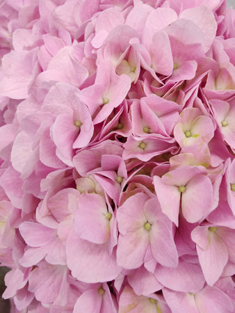 pink hydrangeaの写真素材