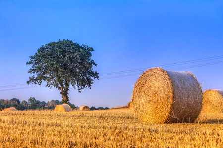 Hay bale in the harvest timeの写真素材