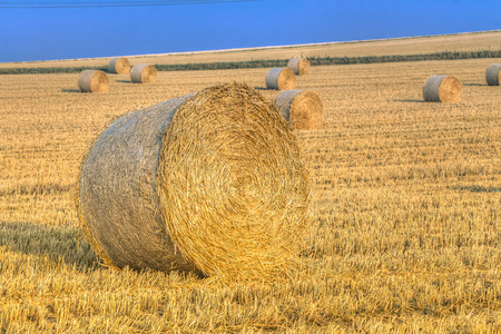 Hay bale in the harvest time