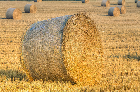 Hay bale in the harvest timeの写真素材