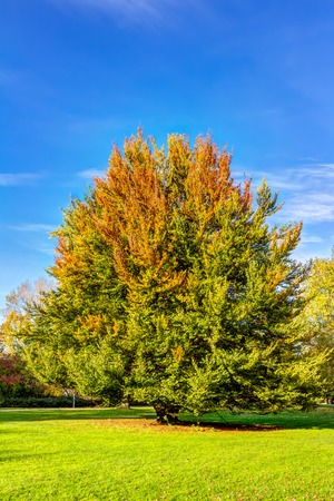 Autumn in the Planten und Blomen park of Hamburgの写真素材