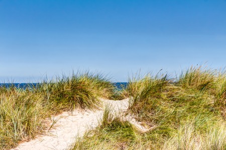 Beach and dunes with beachgrass in summer at the Baltic Sea, Germanyの写真素材