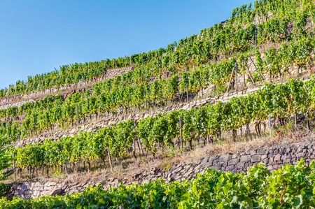 Vineyard near Wackerbarth castle in Saxony in summerの写真素材