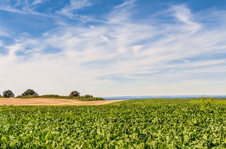 Agricultural area in summer with blue sky and white clouds in Germanyの写真素材