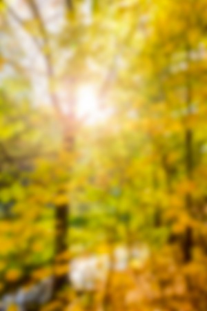 Blurred background of colorful maple leaves in a forest scenery of trees in autumn, leaves changing colourの写真素材