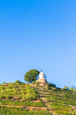 Vineyard near Wackerbarth castle in Saxony in summerのeditorial素材