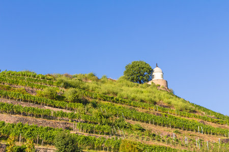 Vineyard near Wackerbarth castle in Saxony in summerのeditorial素材