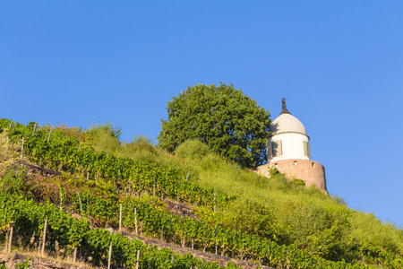 Vineyard near Wackerbarth castle in Saxony in summerのeditorial素材
