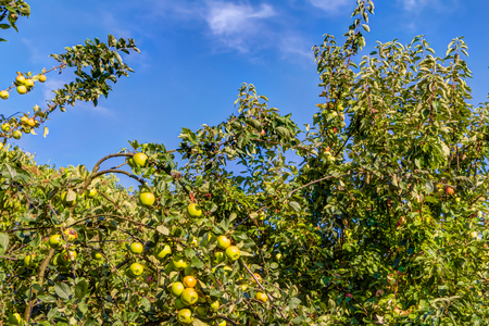 Apple trees and fruits n a garden in summerの写真素材