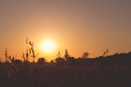 Wild meadow in the sun-backlit in summerの写真素材