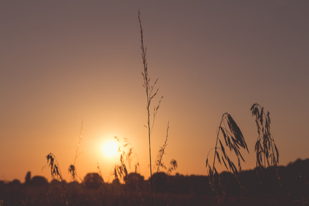 Wild meadow in the sun-backlit in summerの写真素材