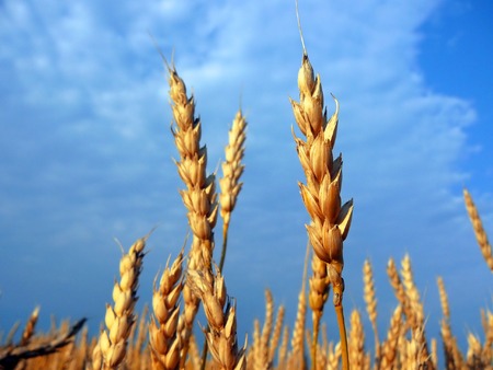 stems of the wheatの写真素材