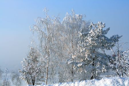 landscape with winter snow trees on hillの写真素材