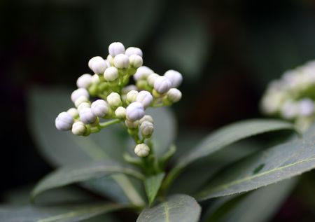 beauty white small tropical flowers close-upの写真素材