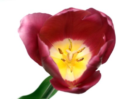 close-up view on tulip with stamens and pistil isolated on whiteの写真素材