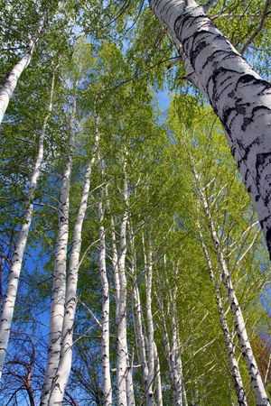 russian spring in birch tree woodsの写真素材