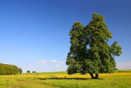 summer landscape with single lime-treeの写真素材