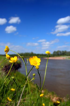 small yellow flowers near river in summerの写真素材
