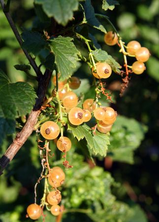 summer, white currant berry on bushの写真素材