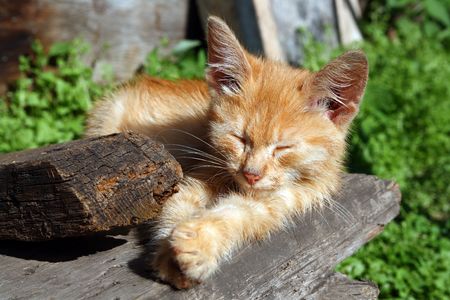 small cat sleeping on wooden porchの写真素材