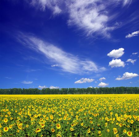 sunflowers field under blue sky with cloudsの写真素材