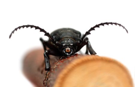 large black beetle on branch isolated on whiteの写真素材
