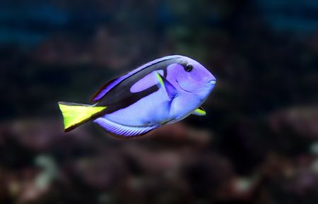 swimming blue fish in tropical aquariumの写真素材