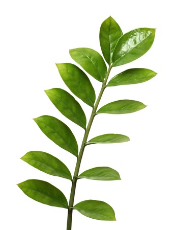 branch with green leaves isolated on whiteの写真素材