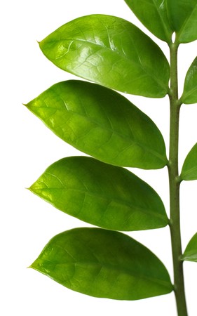branch with green leaves isolated on whiteの写真素材